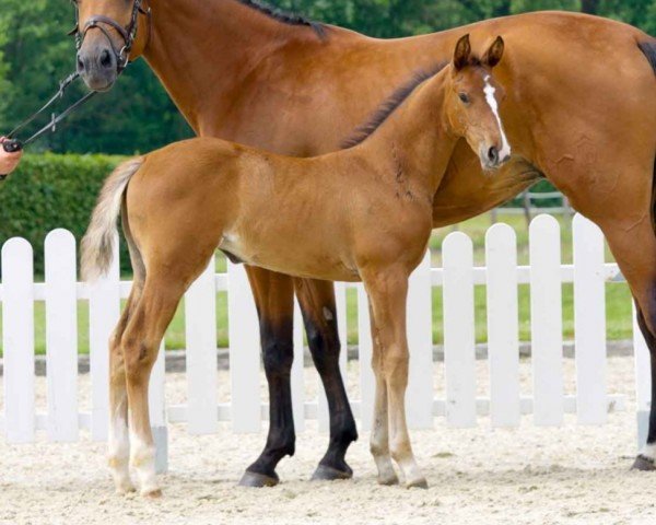 Pferd Skina Gold (Westfale, 2021, von Solid Gold Z)