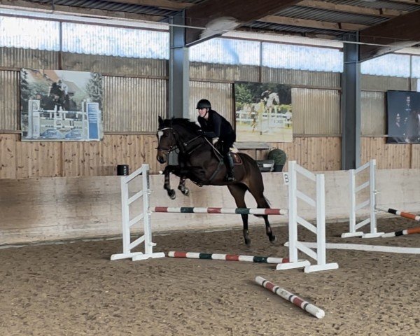 jumper Stand by Me 19 (German Sport Horse, 2017, from Shalom D'Altenbach) jumper Stand by Me 19 (German Sport Horse, 2017, from Shalom D'Altenbach)