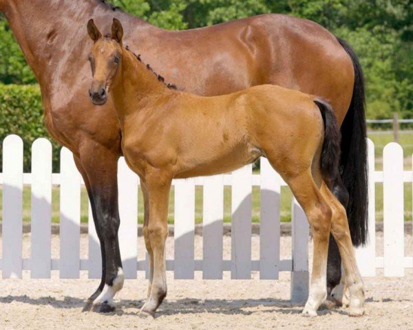 horse Dynamic Girl (Westphalian, 2021, from Dynamic Dream)