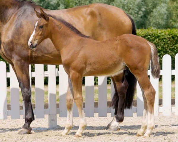 horse Cold Play (Westphalian, 2021, from Cordynox)
