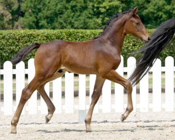 horse Caitano (Westphalian, 2021, from Casalinos)