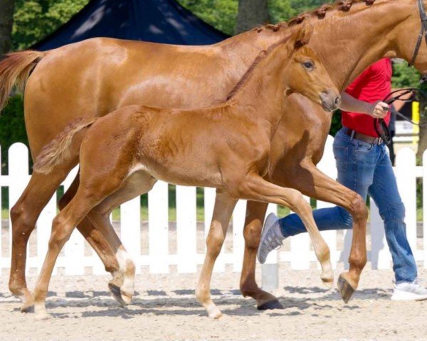 Pferd Vive ma Belle (Westfale, 2021, von Vitalis)