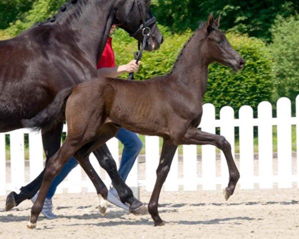 horse Louisiana (Westphalian, 2021, from Lord Europe)