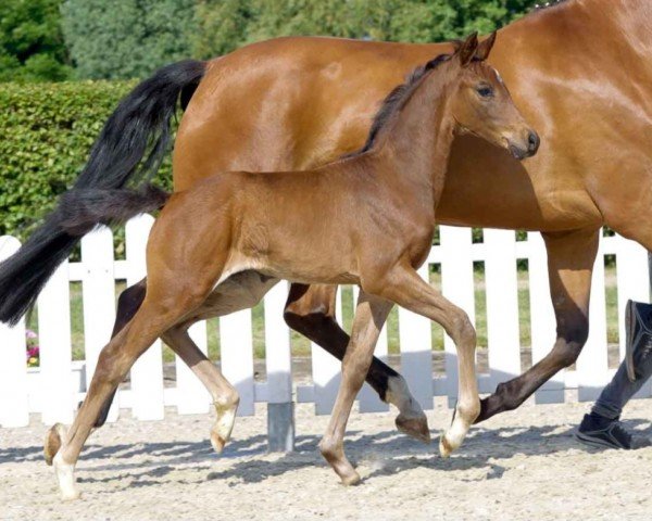 horse Felicity B (Westphalian, 2021, from Fürst Samarant)