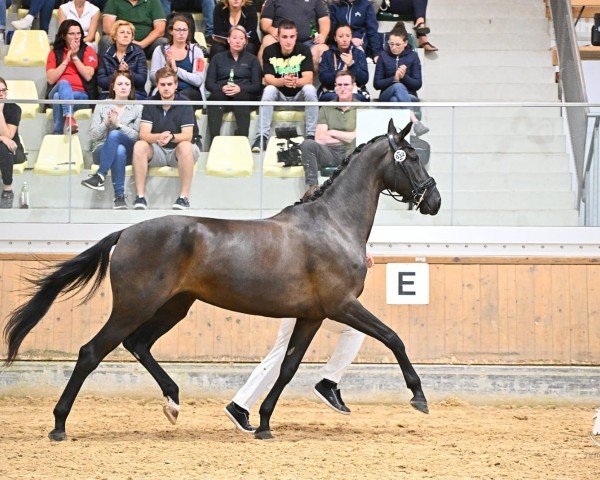 broodmare Waleska 8 (Austrian Warmblood, 2019, from Bernay)