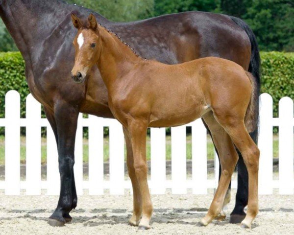 horse Hawaii (Westphalian, 2021, from High Motion 2)