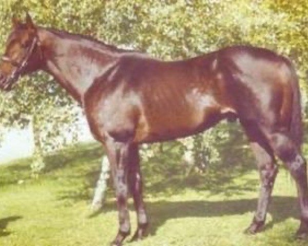 stallion Astronef xx (Thoroughbred, 1984, from Be My Guest xx)