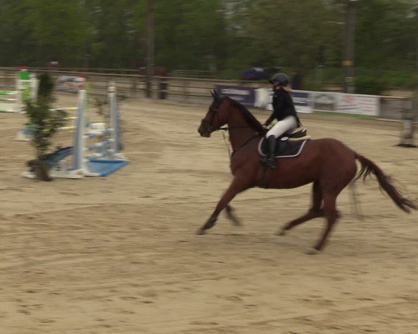 Reitturnier Nienberge 2024