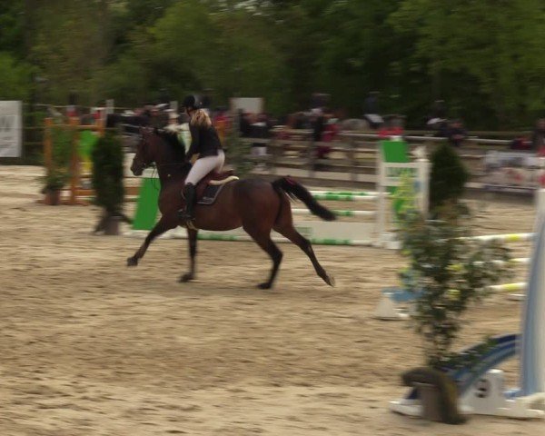 Reitturnier Nienberge 2024
