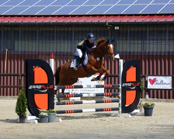 jumper Kimber van Orchid's (Swedish Warmblood, 2018, from Kanshebber)