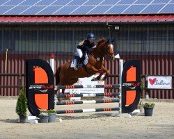 jumper Kimber van Orchid's (Swedish Warmblood, 2018, from Kanshebber)