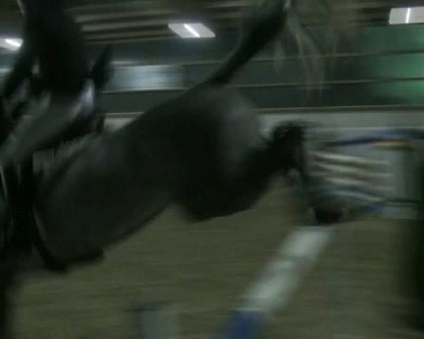 1. Hallen-Late-Entry Reitsportzentrum Gerd Könemann