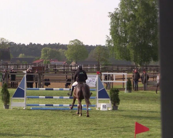Reitturnier Niemegk / Neuendorf 2024