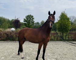 Springpferd Mother's Gun W (Holsteiner, 2019, von Big Star)