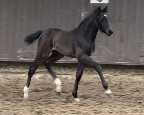 horse Cafe's Cordiana (Oldenburg, 2024, from Cafe au lait 2)