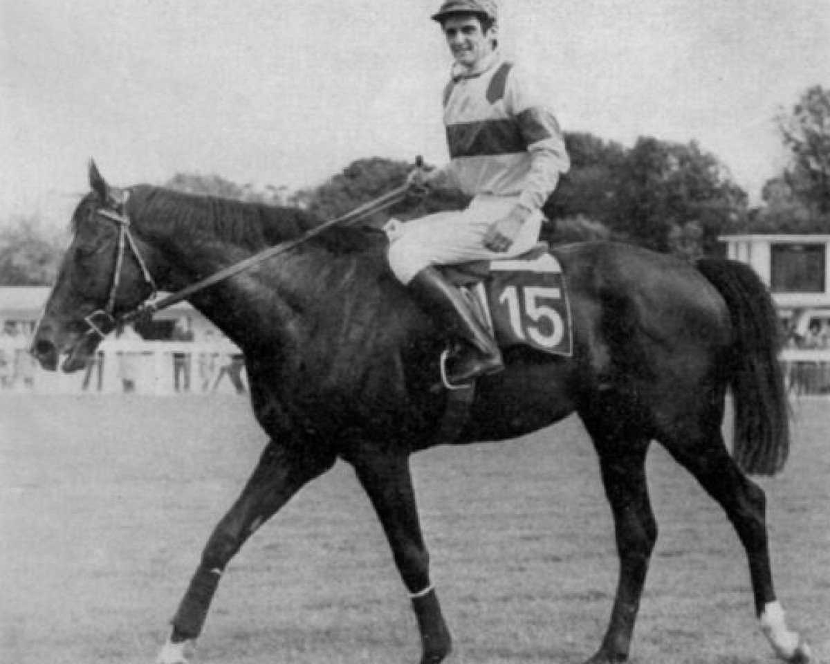 stallion Pot d'Or xx (Thoroughbred, 1966, from Buisson d'Or xx)