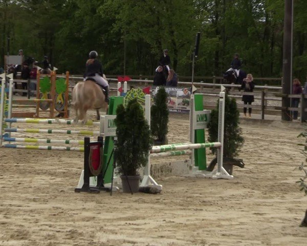 Reitturnier Nienberge 2024