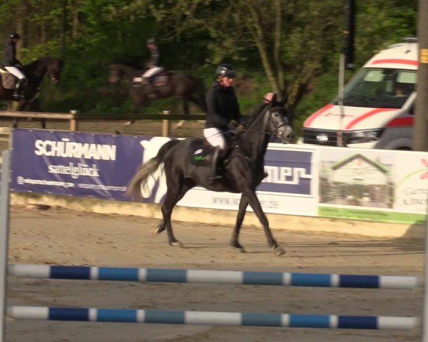 Reitturnier Nienberge 2024