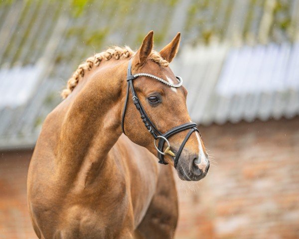 stallion Damaskus (German Riding Pony, 2021, from Dancing Star)