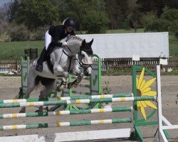 broodmare Carla 193 (Zangersheide riding horse, 2009, from Casino)