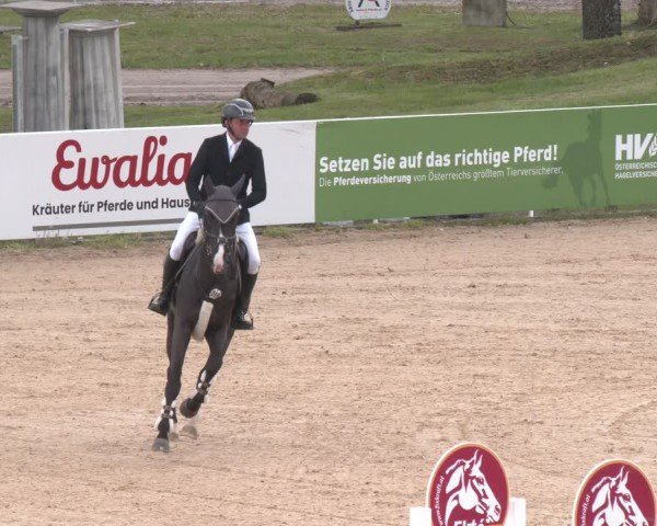 FEI Springturnier Stadl Paura 2024