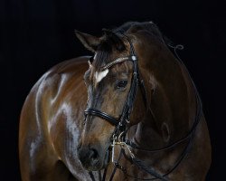 broodmare Frieda Gold S (Hanoverian, 2009, from Fürst Romancier)