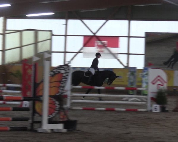 Reitturnier Pausin 2021