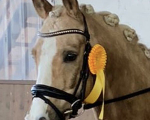 dressage horse Dubs-Star (German Riding Pony, 2016, from Dating AT NRW)