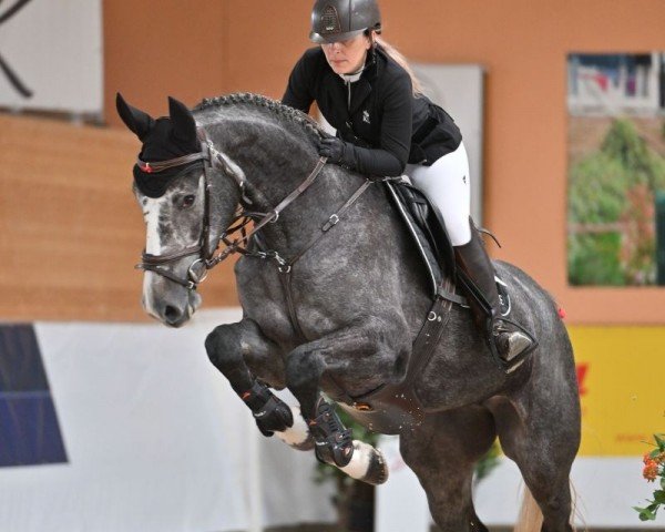 jumper U can't touch this (German Sport Horse, 2020, from Untouchable)