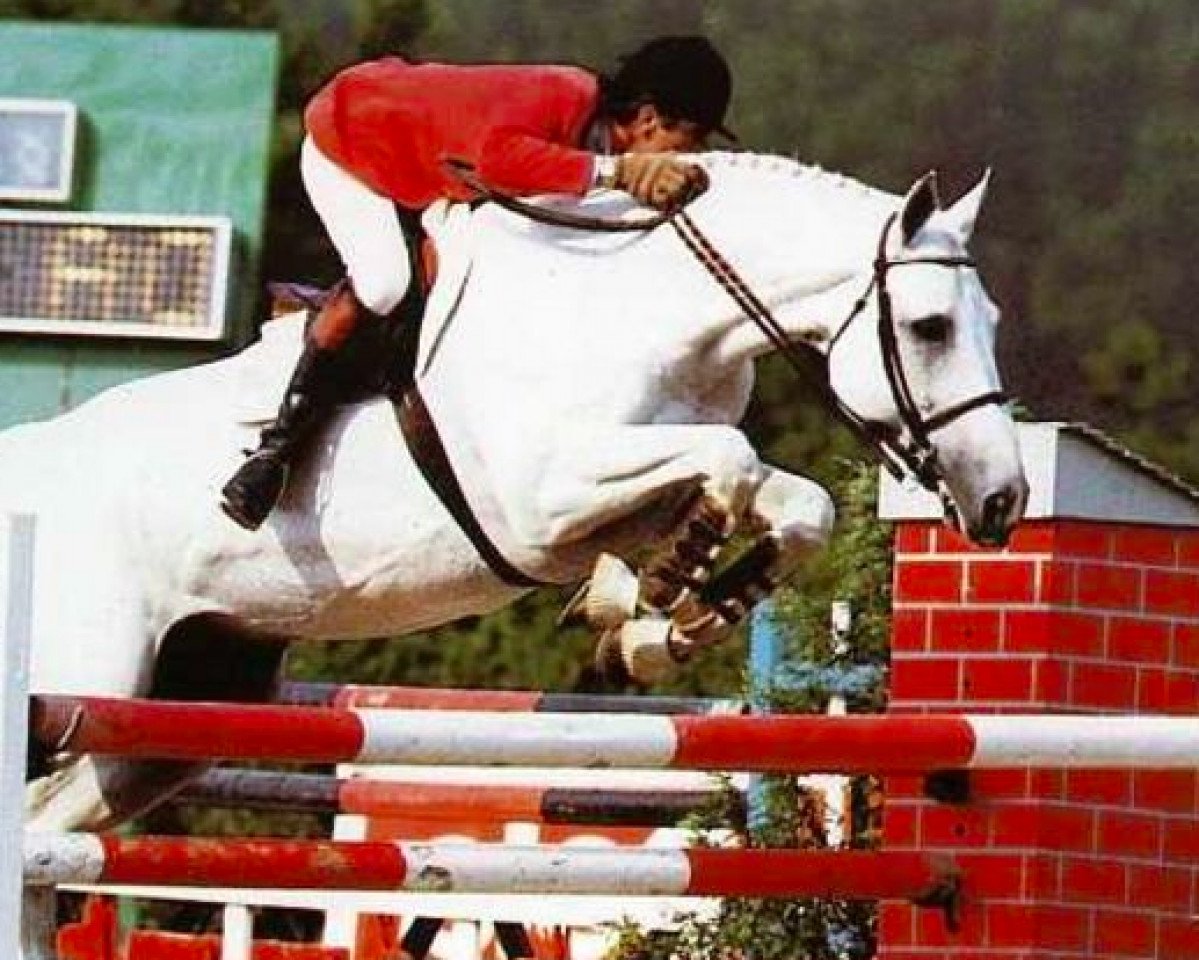 stallion Lama des Landes (Selle Français, 1977, from Grand Veneur)