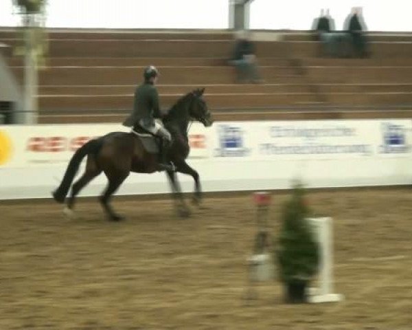 Hallenspringturnier Borken 2012