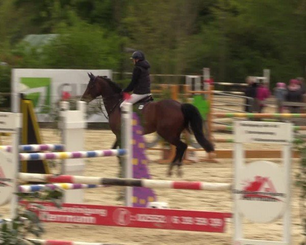 Reitturnier Nienberge 2024