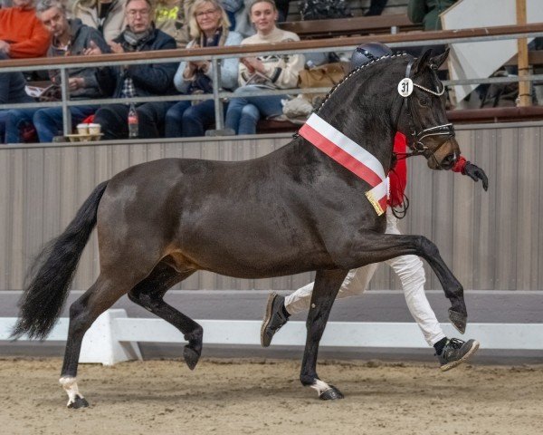 Deckhengst Der Zauberlehrling (Deutsches Reitpony, 2021, von FS Next Diamond)