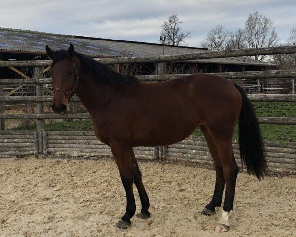 horse Imeji de Fondcombe Z (Zangersheide riding horse, 2017, from I'm Special de Muze)