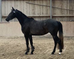 broodmare Ava S (Oldenburg show jumper, 2020, from Alaba 2)