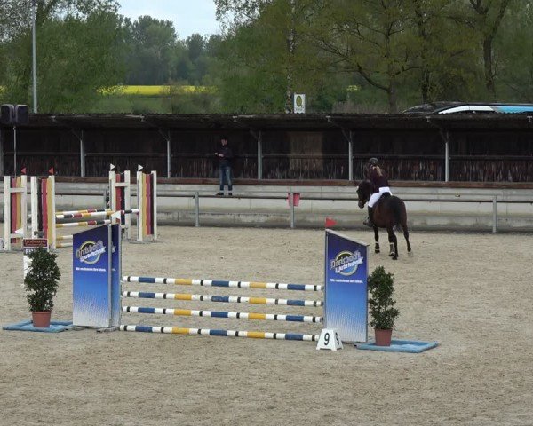 Reitturnier Ingolstadt-Hagau/Obb. 2024