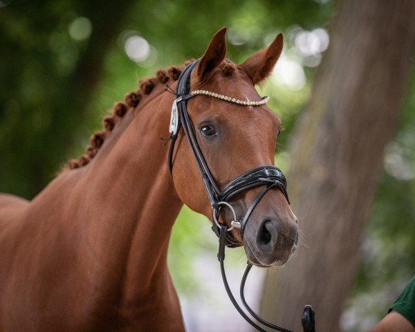 Pferd Fashion Fee (Hannoveraner, 2020, von Fashion In Black NRW)