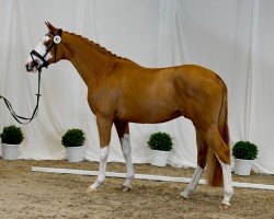 stallion Alle Farben (Trakehner, 2021, from Tecumseh)