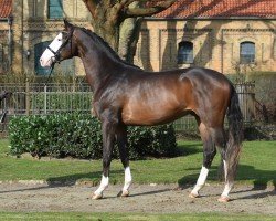 stallion Herzensbunt (Trakehner, 2021, from Ganderas)