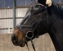 jumper Dary Deluxe (German Riding Pony, 2018, from Dance Star AT NRW)