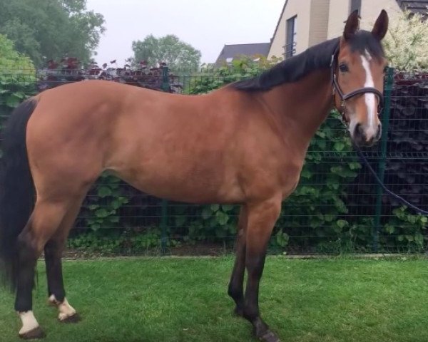 Pferd Miss Lissaro (Belgisches Warmblut, 2012, von Lissaro)