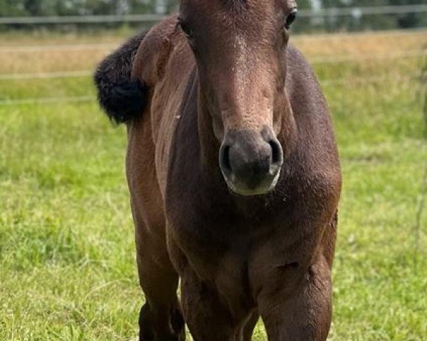 horse Lillyfee (Oldenburg show jumper, 2022, from Colman)