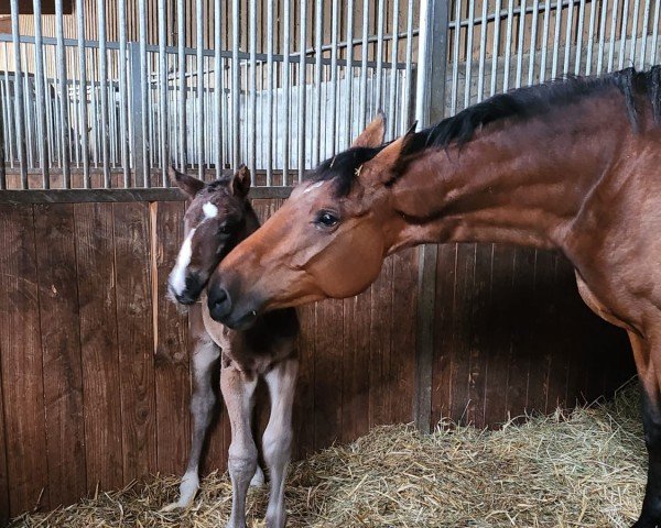 horse Darcapo BB (Holsteiner, 2024, from Darco)