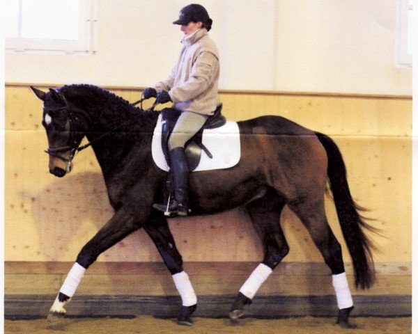 jumper Verus 2 (Trakehner, 2003, from Le Tigre AA)
