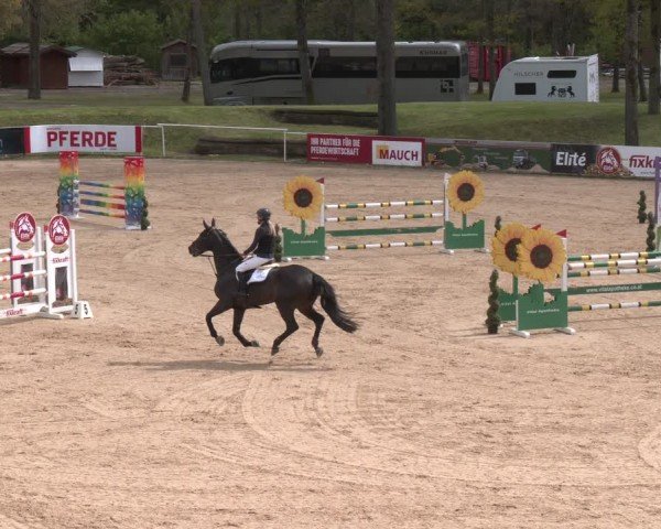 FEI Springturnier Stadl Paura 2024