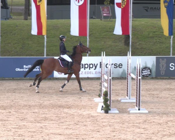 FEI Springturnier Stadl Paura 2024