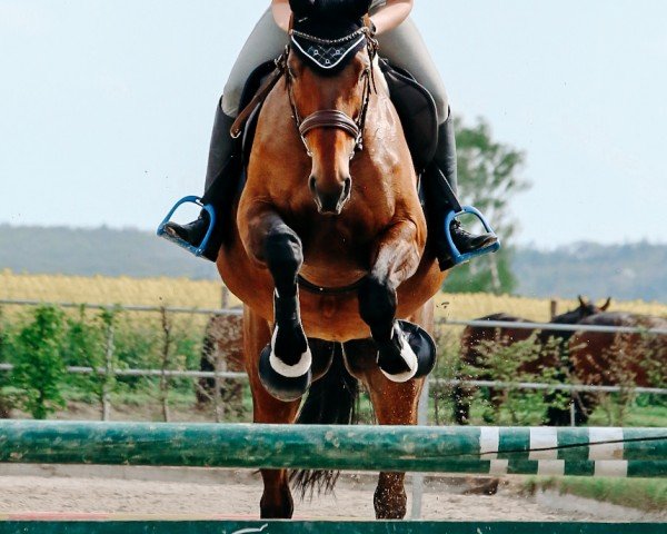 horse Danciella 6 (Hanoverian, 2013, from Dancier)