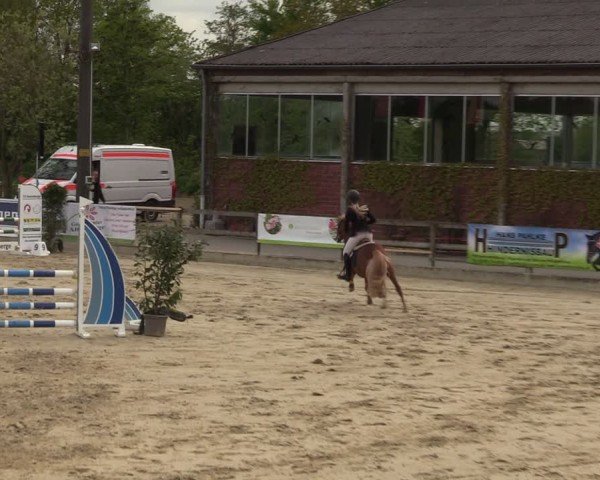 Reitturnier Nienberge 2024