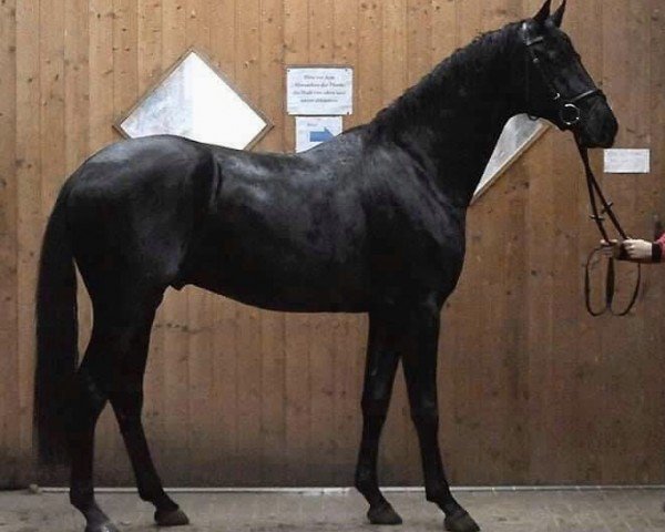 horse Finello (Hanoverian, 2017, from Franklin)