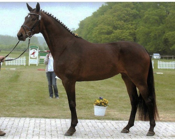 broodmare Sanjana BD (Hanoverian, 2010, from Soliman)